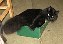 IMG_2275 Cat in the box